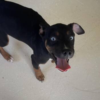 Coral 2299 -  Mixed Breed Dog for Adoption in Loxahatchee Groves, Florida - Coral 2299 | PetCurious