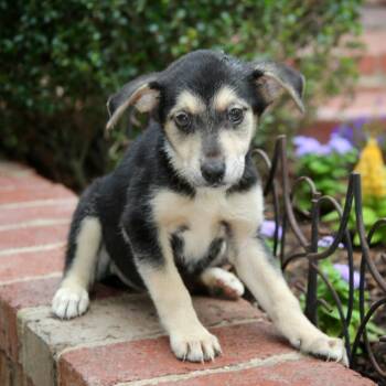 Shepherd and Hound Dogs Available for Adoption in Eastford, Connecticut - CT Magnificent Maggie Avail May 16 (Tractor Supply- Putnam, CT) | PetCurious