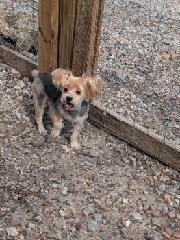 Yorkshire Terrier Dogs Available for Adoption - Cricket | PetCurious