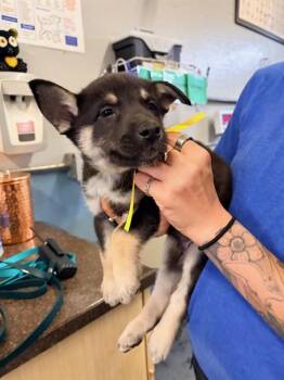 German Shepherd Dog Dogs Available for Adoption - NICK | PetCurious