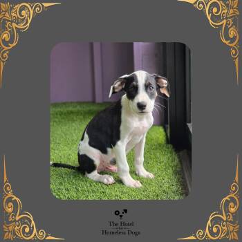 Wiley -  Terrier and Mixed Breed Dog for Adoption in Cumberland, Rhode Island - Wiley | PetCurious