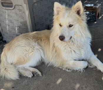 Rescue Alaskan Malamute and Siberian Husky Dogs for Adoption in York, Pennsylvania - Sven | PetCurious