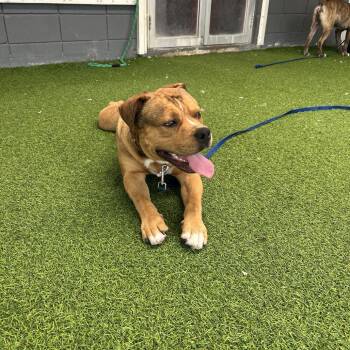 English Bulldog Dogs Available for Adoption - Warren | PetCurious