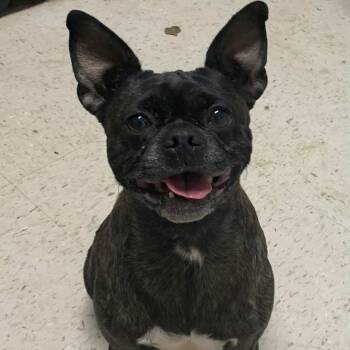 Rescue Boston Terrier and Mixed Breed Dogs for Adoption in Cedar Park, Texas - Batista | PetCurious