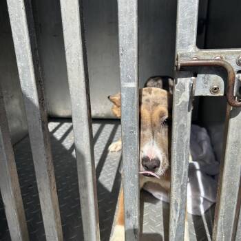 PECAN PIE -  Mixed Breed Dog for Adoption in Greensboro, North Carolina - PECAN PIE | PetCurious