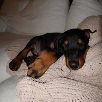 Agamemnon (#327) -  Doberman Pinscher Dog for Adoption in Twin Lakes, Wisconsin - Agamemnon (#327) | PetCurious