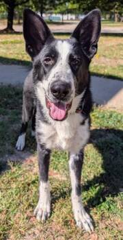 Rescue German Shepherd Dog and Great Pyrenees Dogs for Adoption in Akron, Ohio - PO | PetCurious