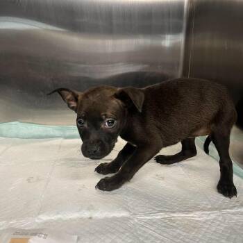 Porsche -  Mixed Breed Dog for Adoption - Porsche | PetCurious