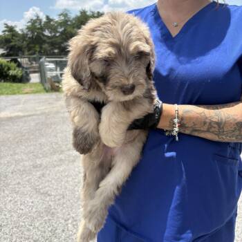 Olive -  Poodle and Sheep Dog Dog for Adoption in Jefferson City, Tennessee - Olive | PetCurious