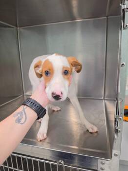 Skittles -  Terrier Dog for Adoption in Athens, Tennessee - Skittles | PetCurious