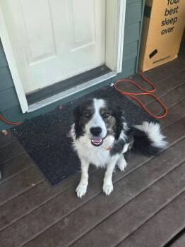 Elon -  Border Collie Dog for Adoption in Bend, Oregon - Elon | PetCurious