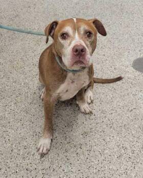 Brenda -  Pit Bull Terrier and Mixed Breed Dog for Adoption in Kansas City, Missouri - Brenda | PetCurious