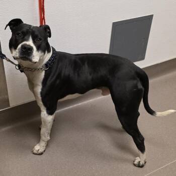 Fredrick -  Pit Bull Terrier Dog for Adoption in Norman, Oklahoma - Fredrick | PetCurious