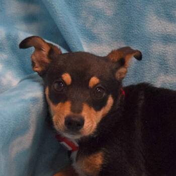 Chihuahua and Mixed Breed Dogs Available for Adoption - Cocoa | PetCurious