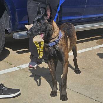 Rescue Belgian Shepherd Malinois Dogs for Adoption in Tulsa, Oklahoma - Ecto | PetCurious