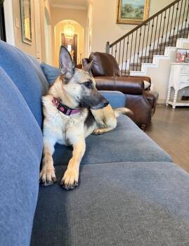 Lunetta -  German Shepherd Dog Dog for Adoption in Brookshire, Texas - Lunetta | PetCurious