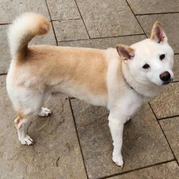 Whiskey -  Shiba Inu Dog for Adoption in Glenelg, Maryland - Whiskey | PetCurious