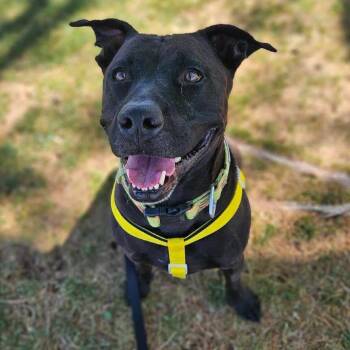 Rescue American Staffordshire Terrier Dogs for Adoption in Apache Junction, Arizona - Bubbie | PetCurious
