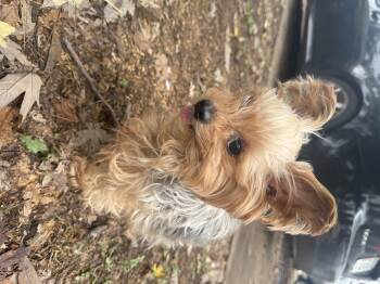 Rescue Yorkshire Terrier Dogs for Adoption in Cushing, Oklahoma - Dakota | PetCurious