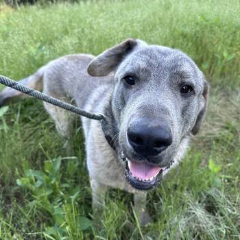 Anatolian Shepherd Dogs Available for Adoption in East Haddam, Connecticut - Fizz | PetCurious