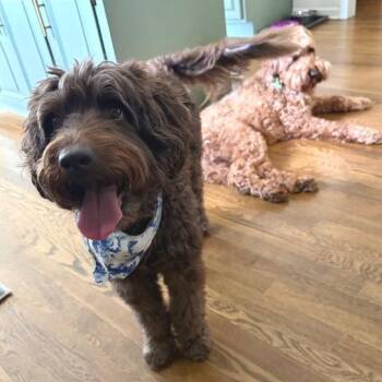 Cocoa -  Standard Poodle and Black Labrador Retriever Dog for Adoption in Kansas City, Missouri - Cocoa | PetCurious