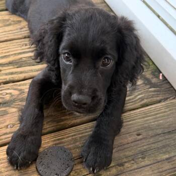 Delvina -  Mixed Breed Dog for Adoption in Fredericksburg, Virginia - Delvina | PetCurious