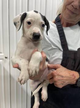 Boogie -  Mixed Breed Dog for Adoption in Chattanooga, Tennessee - Boogie | PetCurious