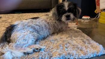 Shih Tzu Dogs Available for Adoption in East Haddam, Connecticut - Honee | PetCurious