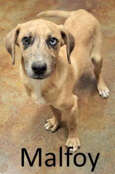 Catahoula Leopard Dog and Hound Dogs Available for Adoption - Malfoy | PetCurious