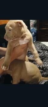 Lily (Cookies Babies 5) -  Pit Bull Terrier Dog for Adoption in Lewis Center, Ohio - Lily (Cookies Babies 5) | PetCurious