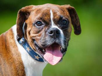 Skip -  Boxer Dog for Adoption in Pointe-fortune, Quebec - Skip | PetCurious
