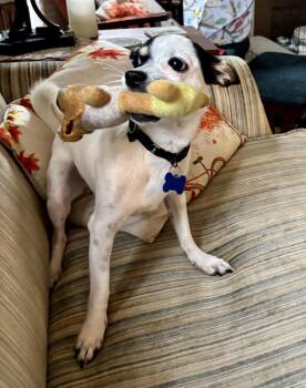 Alfie -  Chihuahua Dog for Adoption in Gloucester Township, New Jersey - Alfie | PetCurious
