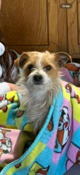 Terrier Dogs Available for Adoption in Grafton, Wisconsin - SPONSOR ME - Macaroni | PetCurious