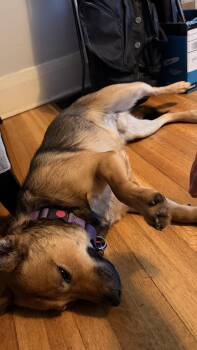 Rescue Shiba Inu and Shepherd Dogs for Adoption in Los Angeles, California - ZEP | PetCurious