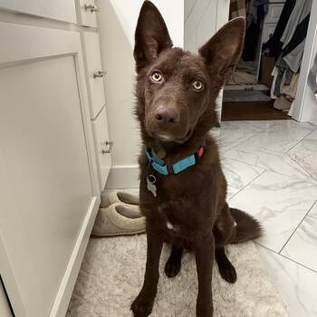 German Shepherd Dog and Husky Dogs Available for Adoption - Knox | PetCurious