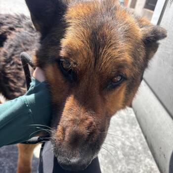 German Shepherd Dog Dogs Available for Adoption - Tom Welling | PetCurious