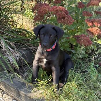 Kenny -  Labrador Retriever Dog for Adoption in Indianapolis, Indiana - Kenny | PetCurious