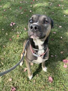 Rescue Mixed Breed Dogs for Adoption in Erie, Pennsylvania - Yami | PetCurious