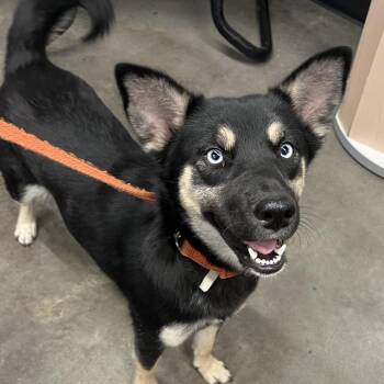 Husky and Shepherd Dogs Available for Adoption - Moon | PetCurious