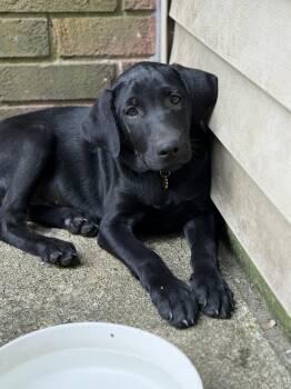 Jack -  Labrador Retriever Dog for Adoption - Jack | PetCurious