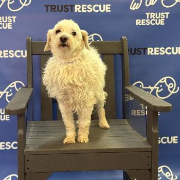 DELTA -  Poodle Dog for Adoption in Waterford, New Jersey - DELTA | PetCurious