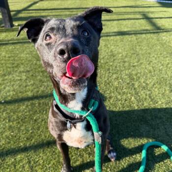 Marceline -  Labrador Retriever and Shepherd Dog for Adoption - Marceline | PetCurious