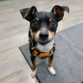 Mannix -  Chihuahua Dog Available for Adoption in Hurricane, Utah - Mannix | PetCurious