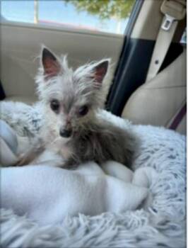 Florence -  Yorkie Poo Dog for Adoption in Norfolk, Virginia - Florence | PetCurious