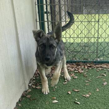 Petey 6533 -  Shepherd and Mixed Breed Dog for Adoption in Loxahatchee Groves, Florida - Petey 6533 | PetCurious
