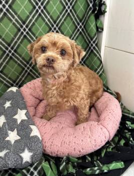 Shih Tzu and Poodle Dogs Available for Adoption in Pacolet, South Carolina - Firefly Mar 26 | PetCurious