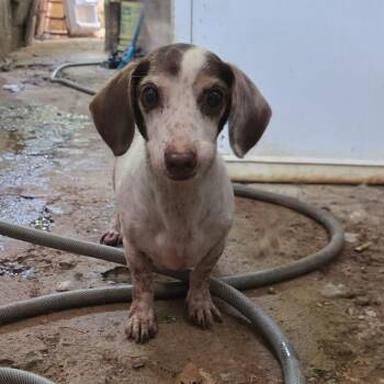 Ophelia -  Dachshund Dog for Adoption in Albion, New York - Ophelia | PetCurious