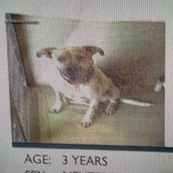 Dog Dog 7724 -  Cattle Dog Dog for Adoption in Loxahatchee Groves, Florida - Dog Dog 7724 | PetCurious