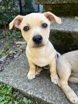 Chihuahua and Terrier Dogs Available for Adoption in Portland, Oregon - Starscream | PetCurious