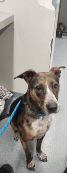 Pepper / Athena -  Mixed Breed Dog for Adoption in Sapulpa, Oklahoma - Pepper / Athena | PetCurious